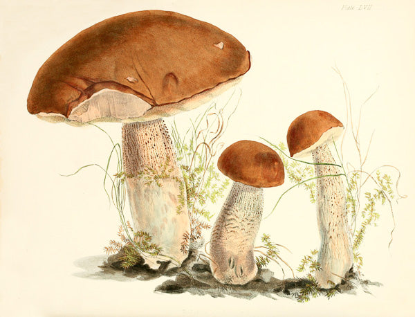 THREE MUSHROOMS